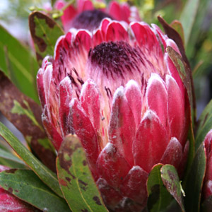 Protea - 5 Stems Pink Mink/Pink Ice