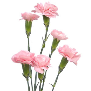 Mini Carnations - Light Pink