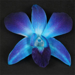 Dendrobium - 10 Stems Dyed Blue - Click Image to Close