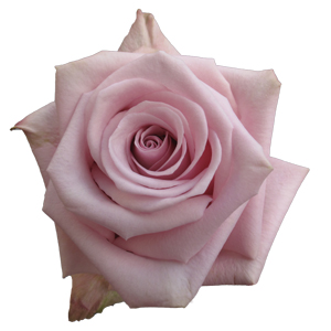 Rose Acapella 40cm - Bunch of 25 Stems