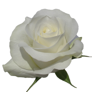 Rose Akito 60cm - Bunch of 25 Stems