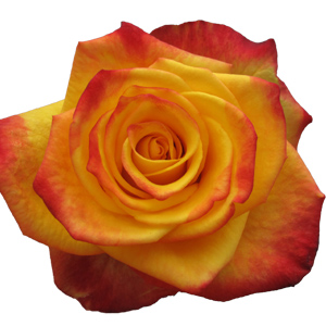 Rose Alert 40cm - Bunch of 25 Stems