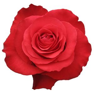 Rose Altamira 60cm - Bunch of 25 Stems