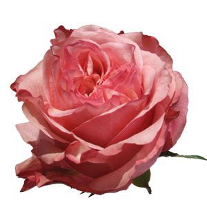 Rose Art Rose 60cm - Bunch of 25 Stems