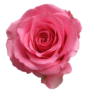 Rose Ballet 40cm - Bunch of 25 Stems