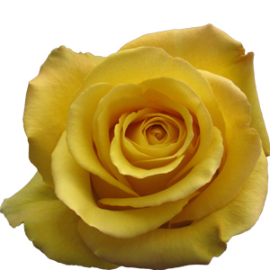 Rose Bikini 50cm - Bunch of 25 Stems