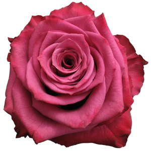 Rose Blueberry 40cm - Bunch of 25 Stems