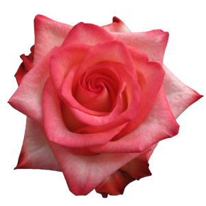 Rose Blush 40cm - Bunch of 25 Stems