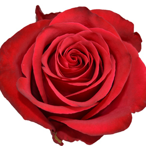 Rose Brave 60cm - Bunch of 25 Stems
