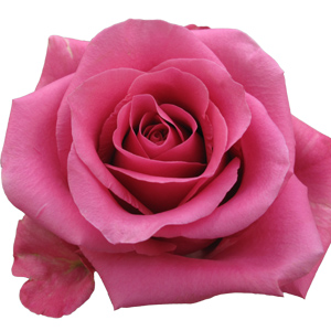 Rose Breezer 40cm - Bunch of 25 Stems