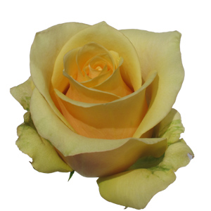 Rose Butterscotch 60cm - Bunch of 25 Stems