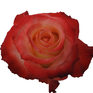 Rose Cabaret 40cm - Bunch of 25 Stem