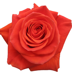 Rose Cayenne 60cm - Bunch of 25 Stems