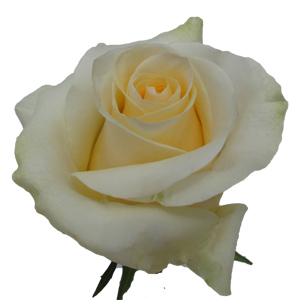 Rose Creme de la Creme 50cm - Bunch of 25 Stems