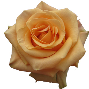 Rose Cumbia 60cm - Bunch of 25 Stems