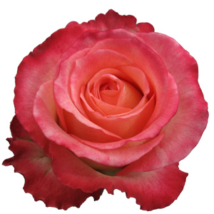 Rose Duett 60cm - Bunch of 25 Stems