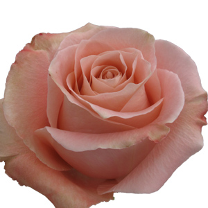 Rose Fado 60cm - Bunch of 25 Stems