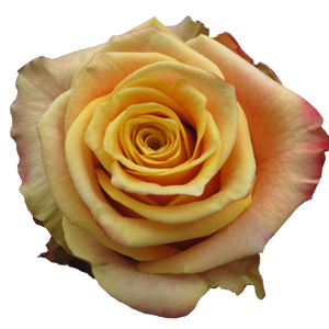 Rose Fancy Curiosa 40cm - Bunch of 25 Stems