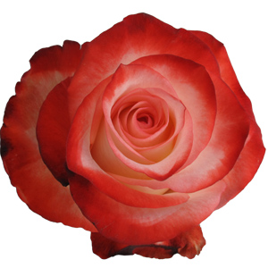 Rose Farfalla 60cm - Bunch of 25 Stems