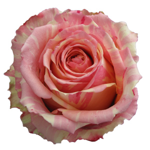 Rose Fiesta 50cm - Bunch of 25 Stems