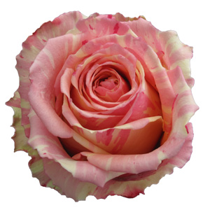 Rose Fiesta 60cm - Bunch of 25 Stems