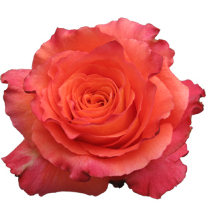 Rose Free Spirit 40cm - Bunch of 25 Stems