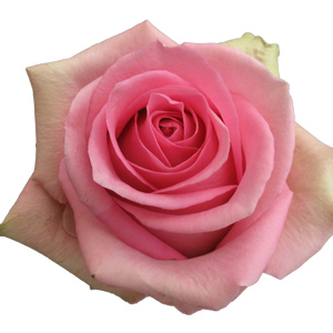 Rose Fusion 60cm - Bunch of 25 Stems
