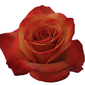 Rose Giotto 40cm - Bunch of 25 Stems