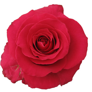Rose Gotcha 60cm - Bunch of 25 Stems