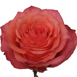 Rose Hard Rock 60cm - Bunch of 25 Stems