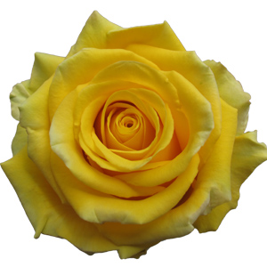 Rose High & Exotic 60cm - Bunch of 25 Stems