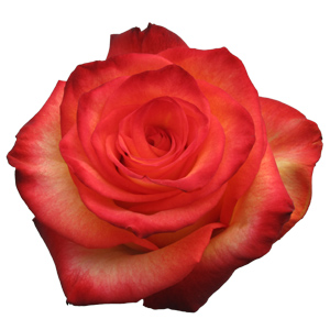 Rose High & Magic 60cm - Bunch of 25 Stems