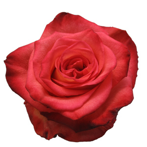 Rose High & Orange 60cm - Bunch of 25 Stems