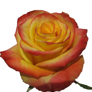 Rose High & Yellow Magic 40cm - Bunch of 25 Stems