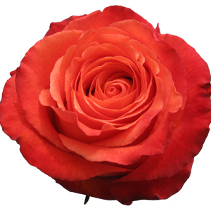 Rose High & Intenzz 60cm - Bunch of 25 Stems