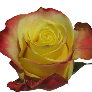 Rose Hot Merengue 60cm - Bunch of 25 Stems