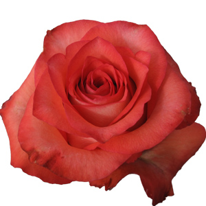 Rose Iguana 50cm - Bunch of 25 Stems