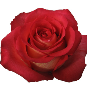 Rose Iguazu 60cm - Bunch of 25 Stems
