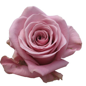 Rose Keano 40cm - Bunch of 25 Stems