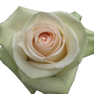 Rose La Perla 60cm - Bunch of 25 Stems