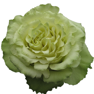 Rose Lemonade 60cm - Bunch of 25 Stems