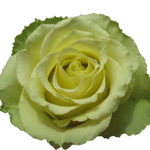 Rose Limbo 60cm - Bunch of 25 Stems