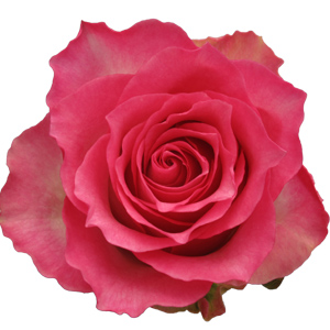 Rose Malibu 60cm - Bunch of 25 Stems