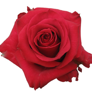 Rose Merlot 60cm - Bunch of 25 Stems