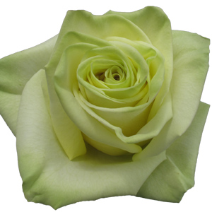 Rose Mint 50cm - Bunch of 25 Stems