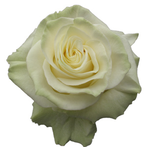 Rose Mondial 40cm - Bunch of 25 Stems