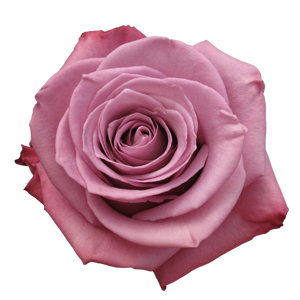 Rose - Moody Blues 60cm