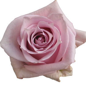 Rose Nautica 40cm - Bunch of 25 Stems