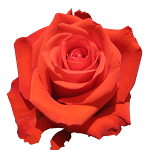 Rose Nina 60cm - Bunch of 25 Stems