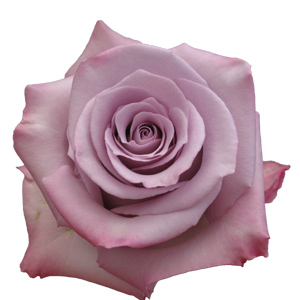 Rose Ocean Song 60cm - Bunch of 25 Stems